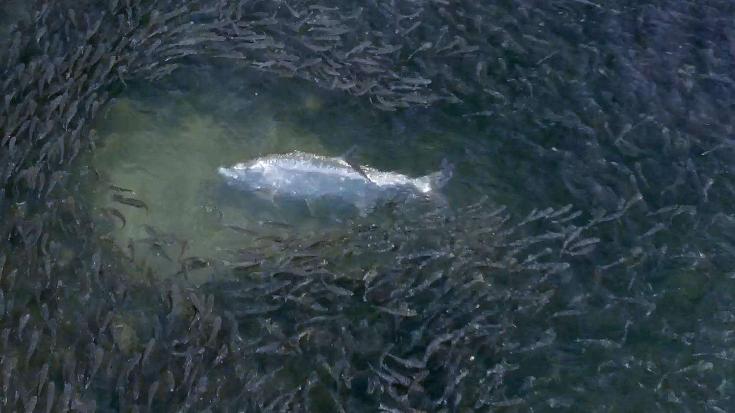 Epic Drone Footage of the Florida Mullet Run Moldy Chum