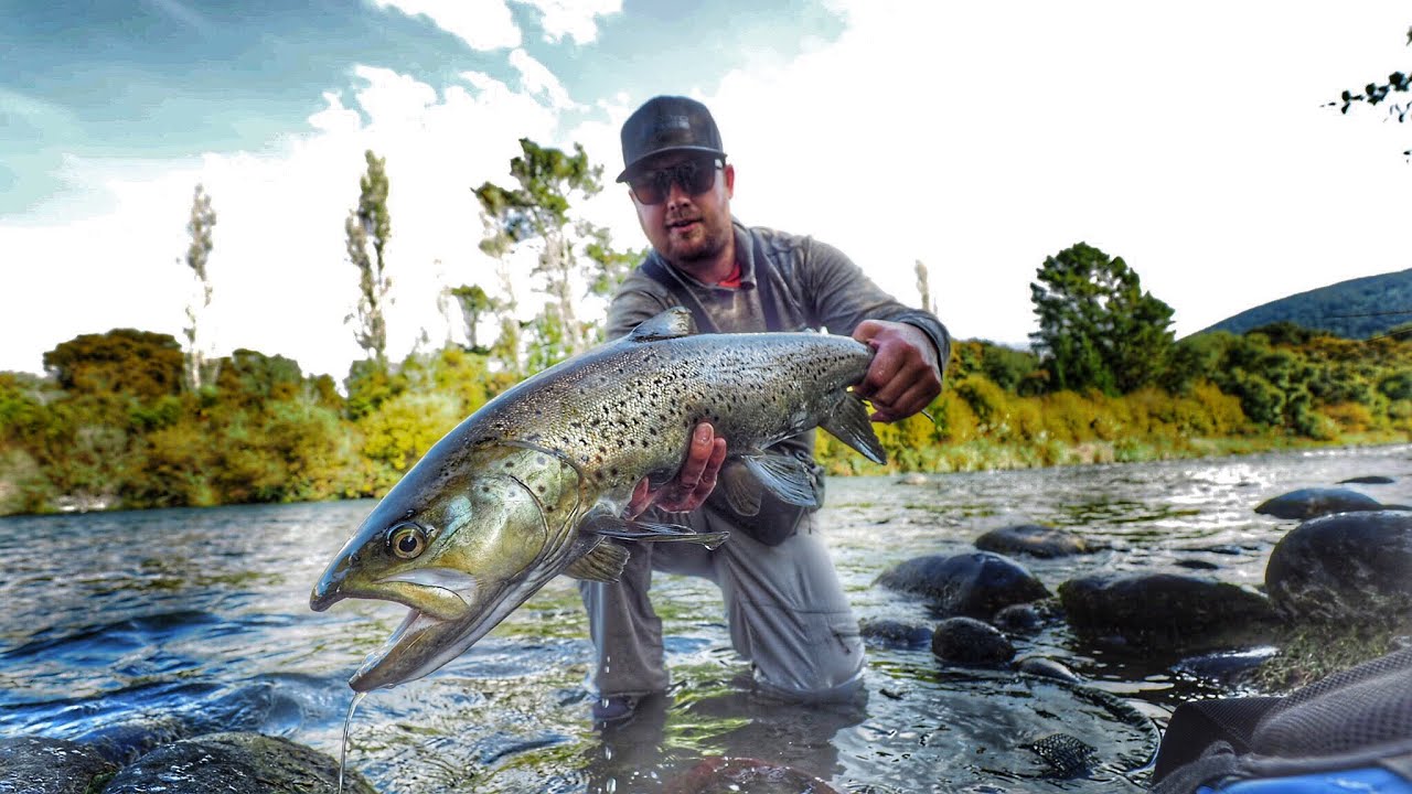 Fly Fishing Big Brown Trout [New Zealand] - Moldy Chum