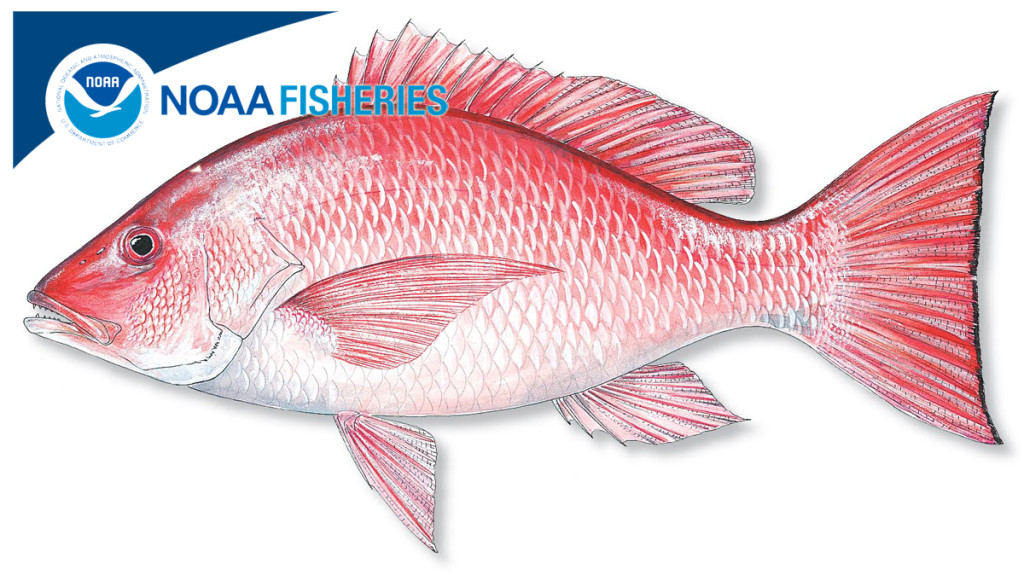 RED-SNAPPER