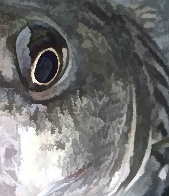 striped bass eye paint