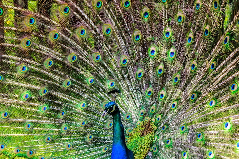 peacock-188328_960_720