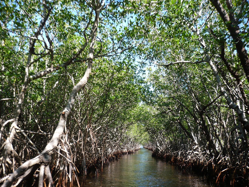 mangroves-105646_960_720