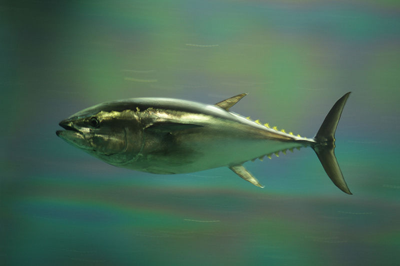 800px-pacific_bluefin_tuna