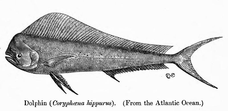 800px-coryphaenahippurus