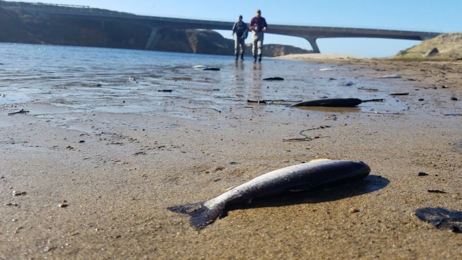 A steelhead lies dead on the shore of Pescadero lagoon on Monday, Oct. 31, 2016. Hundreds of fish were killed by depleted-oxygen conditions in the lagoon. -- *Aaron Kinney* metro reporter | Editorial akinney@bayareanewsgroup.com 650-348-4357 Direct @kinneytimes   bayareanewsgroup.com *Over 5 million engaged readers weekly* 