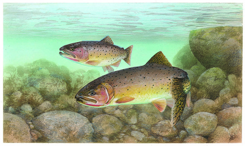 800px-trout_cutthroat_fish_oncorhynchus_clarkii_clarkii