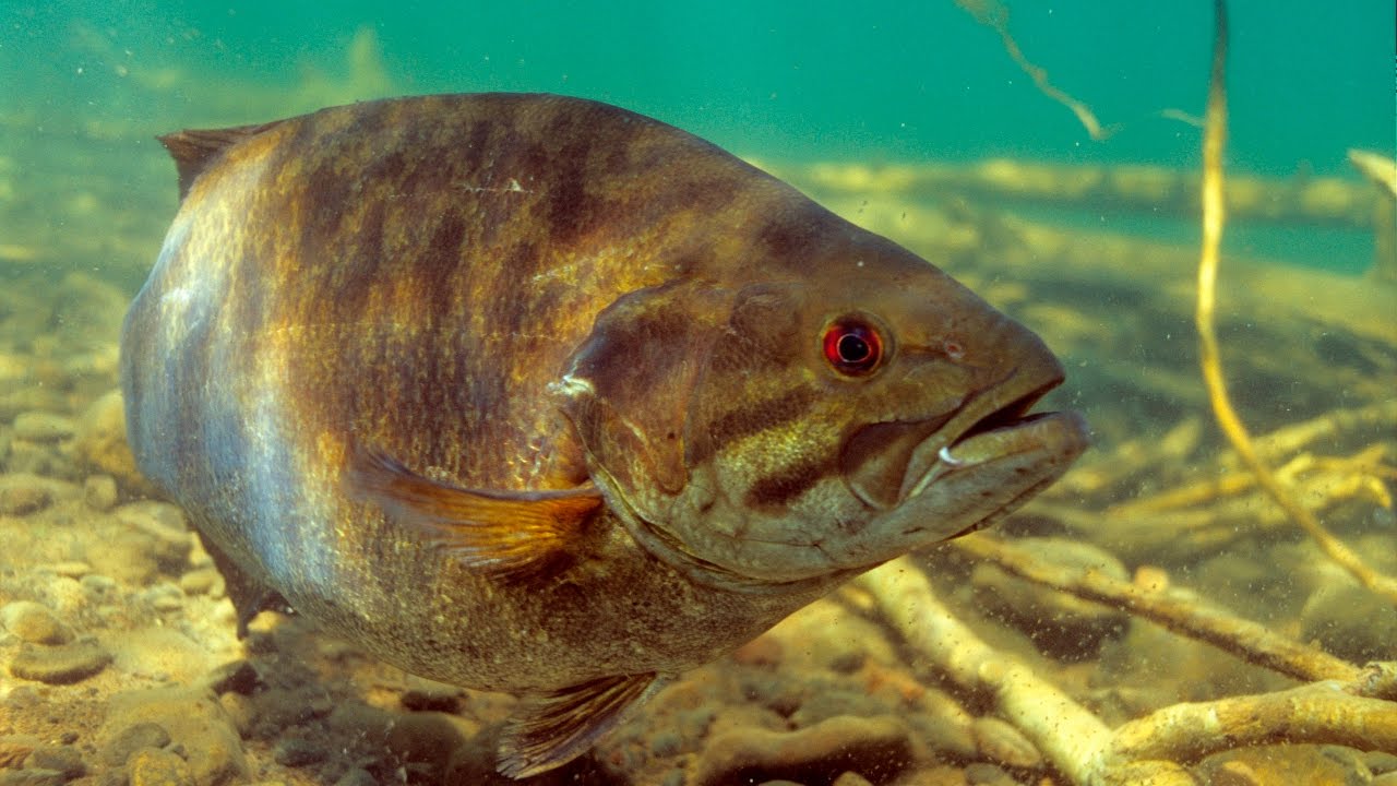 Big Bass Underwater-Stunning HD Clarity - Moldy Chum