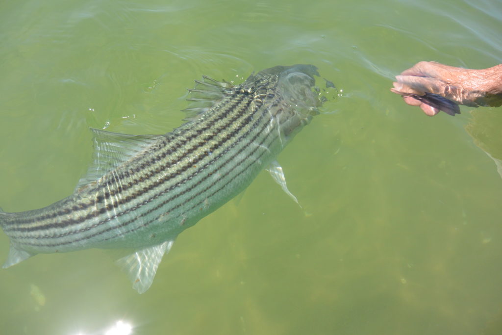 striped bass