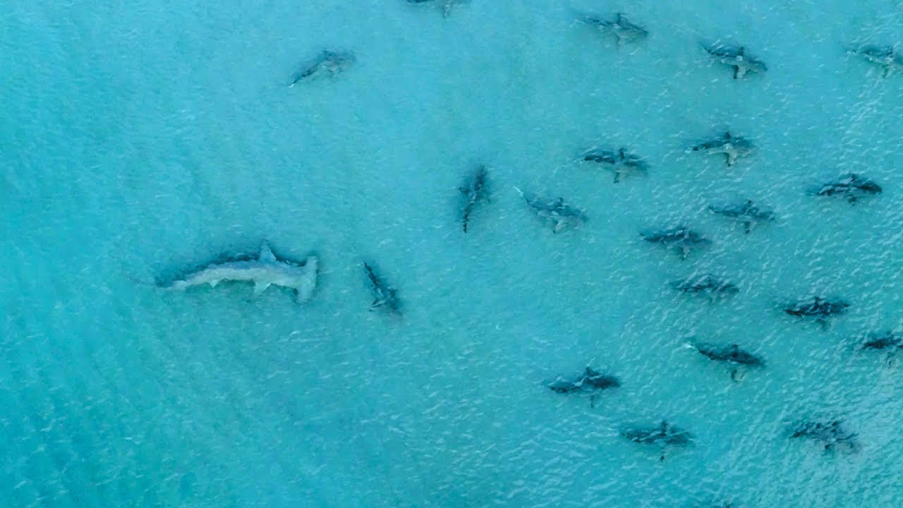 Giant Hammerhead Sharks Hunting Blacktip Sharks - Moldy Chum