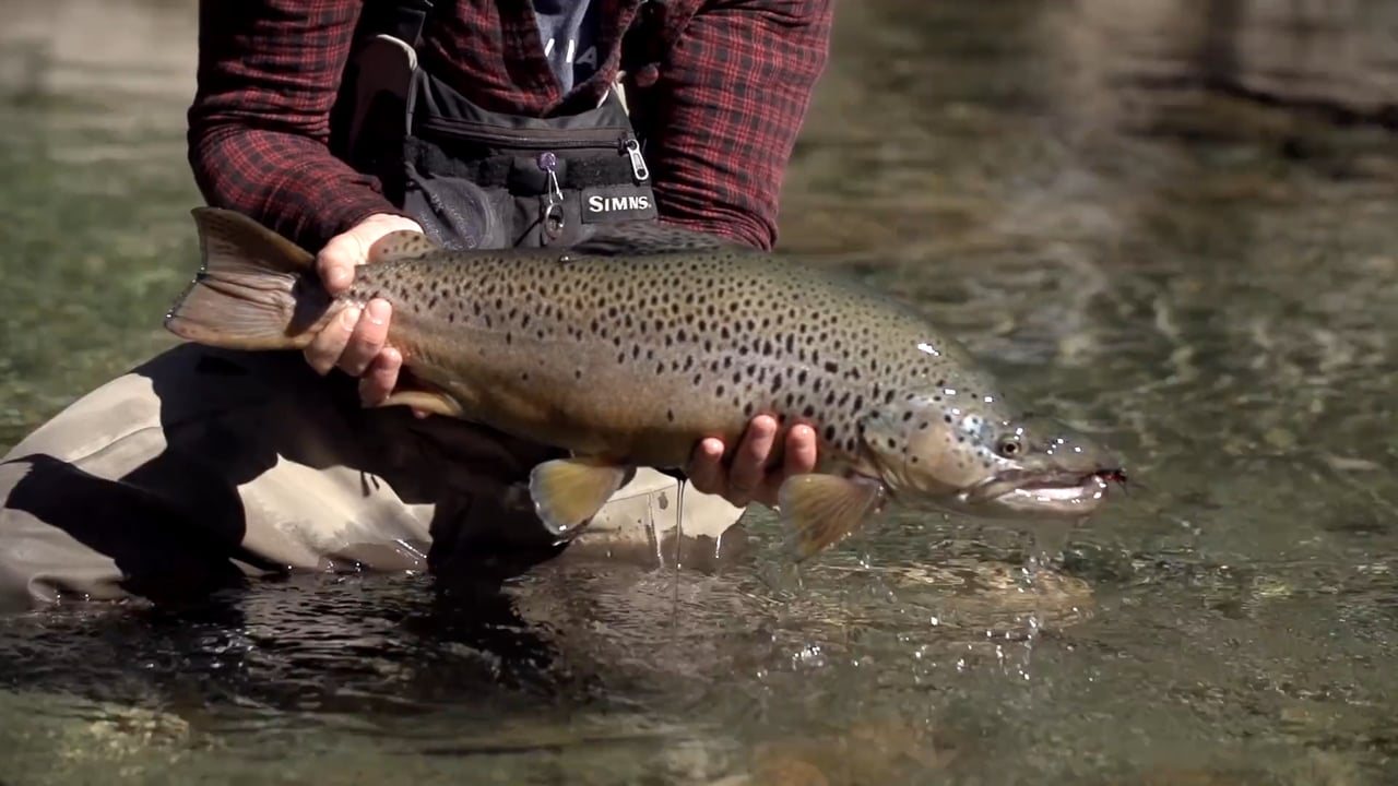 patagonia world trout