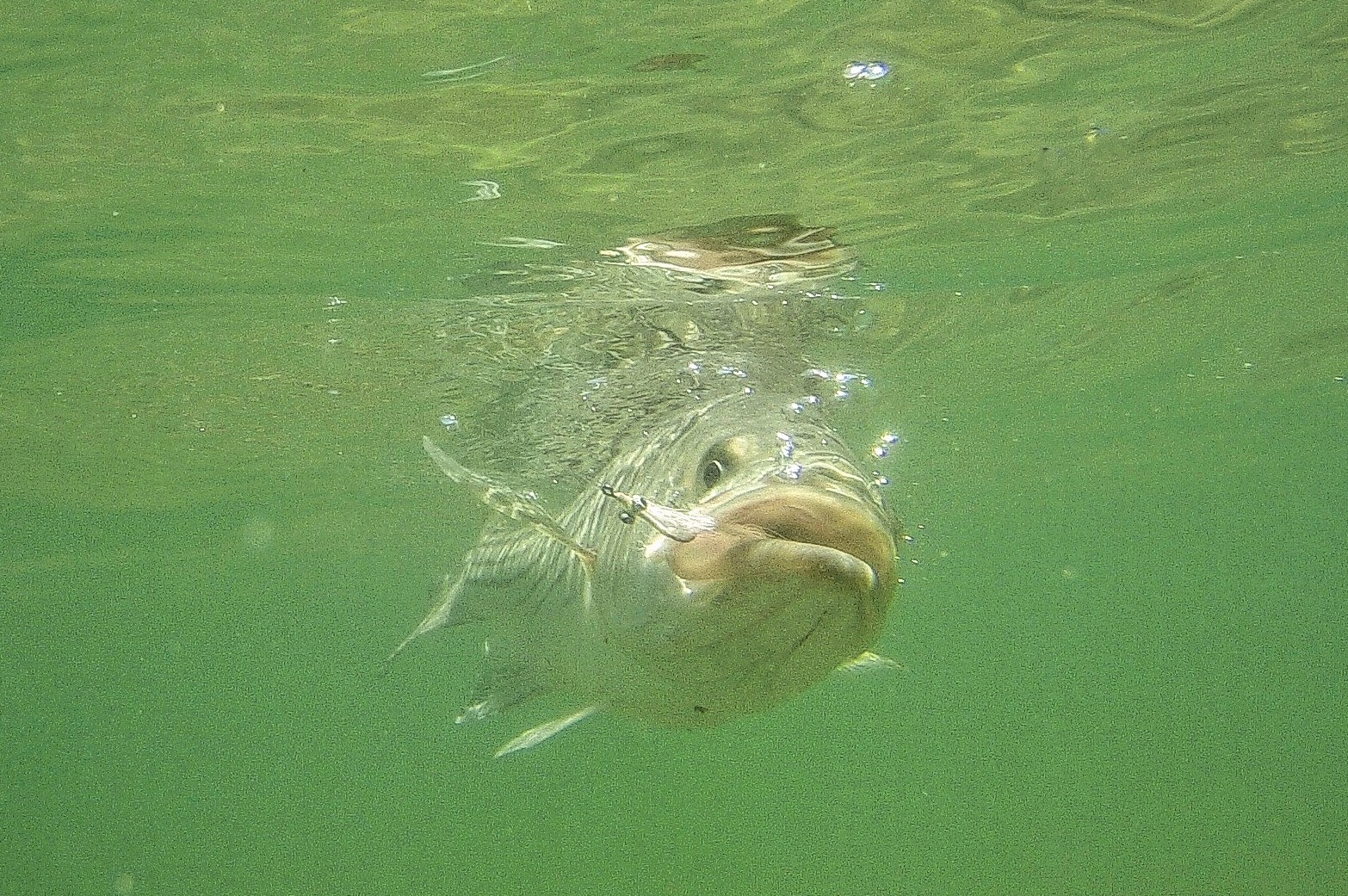 Massachusetts weighs ban on commercial striped bass fishing Moldy Chum