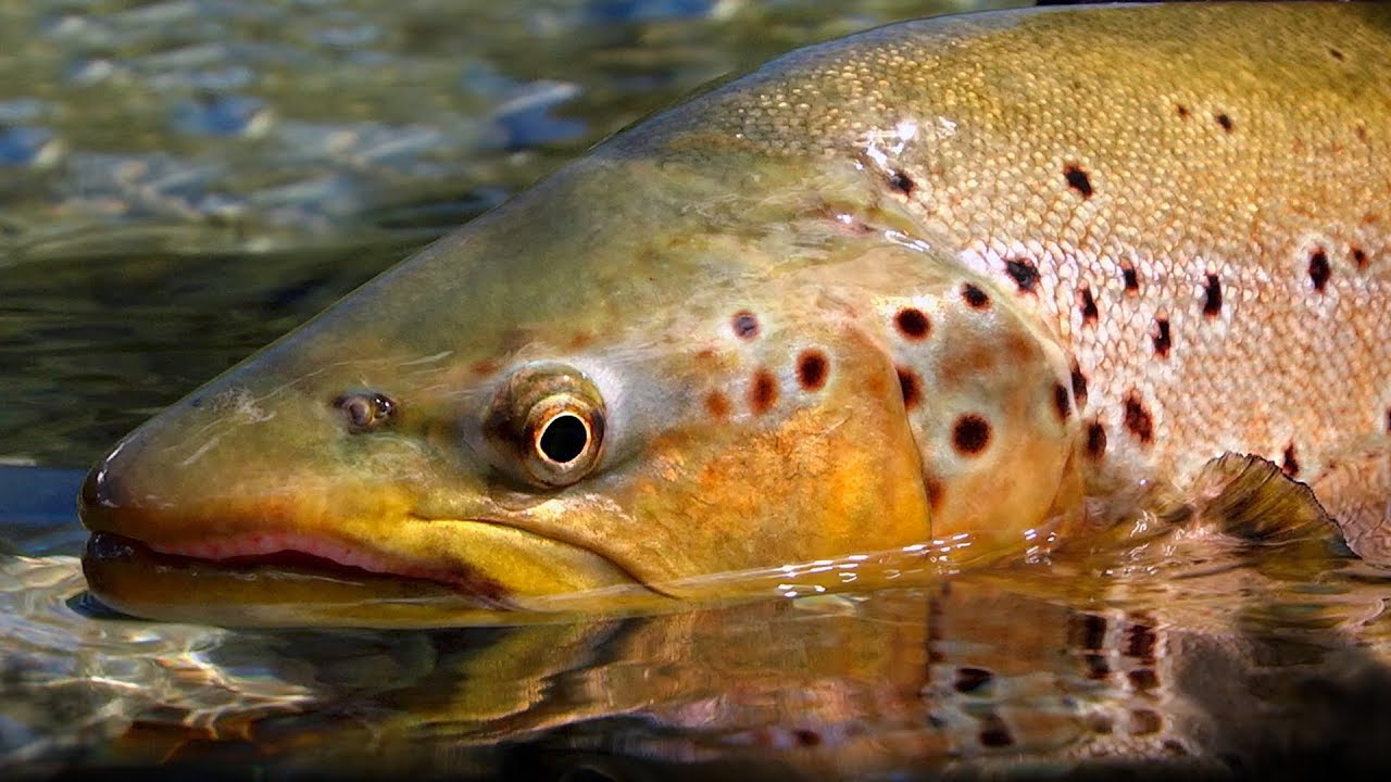 Pure New Zealand Part 2 - Trout Fishing by Todd Moen - Moldy Chum