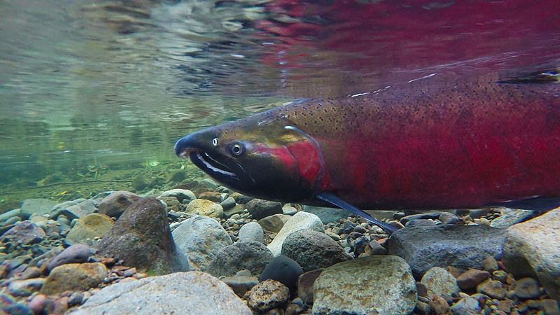 A coho salmon spawning on the salmon river.