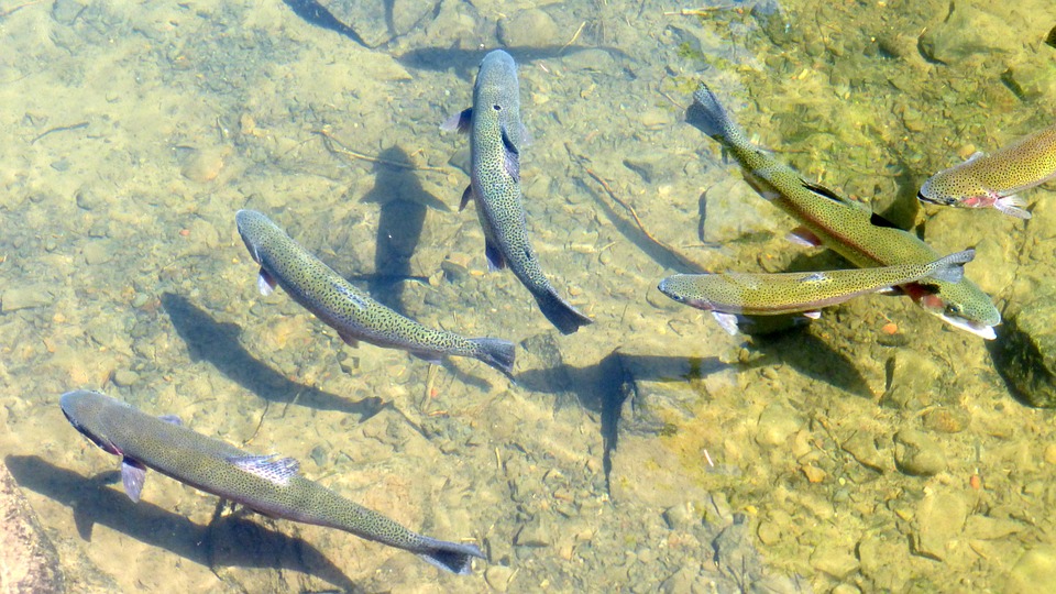 Rainbow trout in clear water