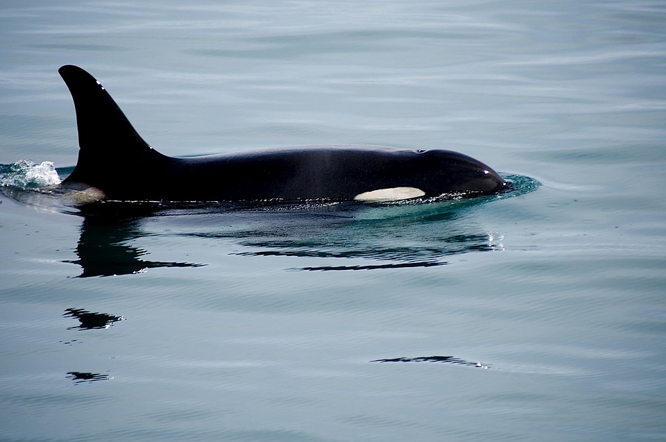 A southern resident killer whale. 