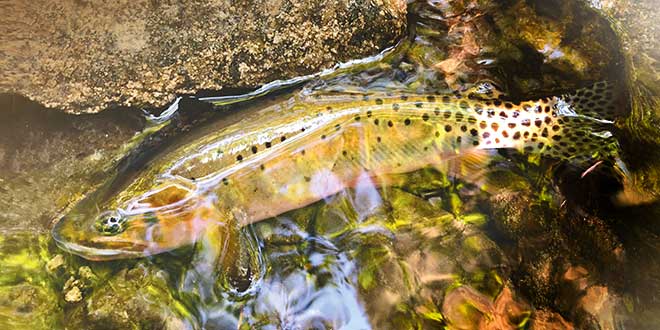 fly fishing for Rio Grande Cutthroat