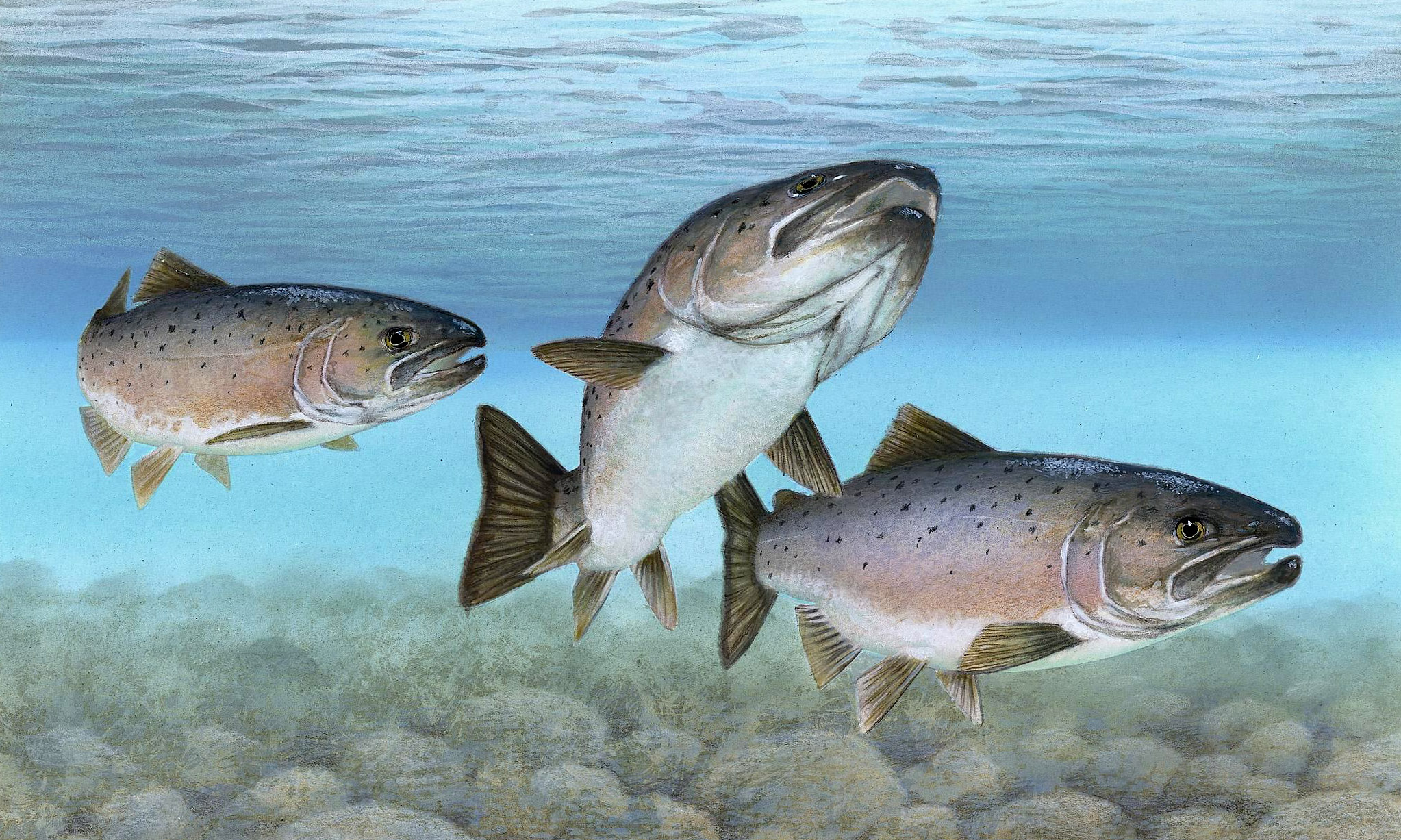 Maine s Atlantic Salmon Likely To Be On endangered List For Another 