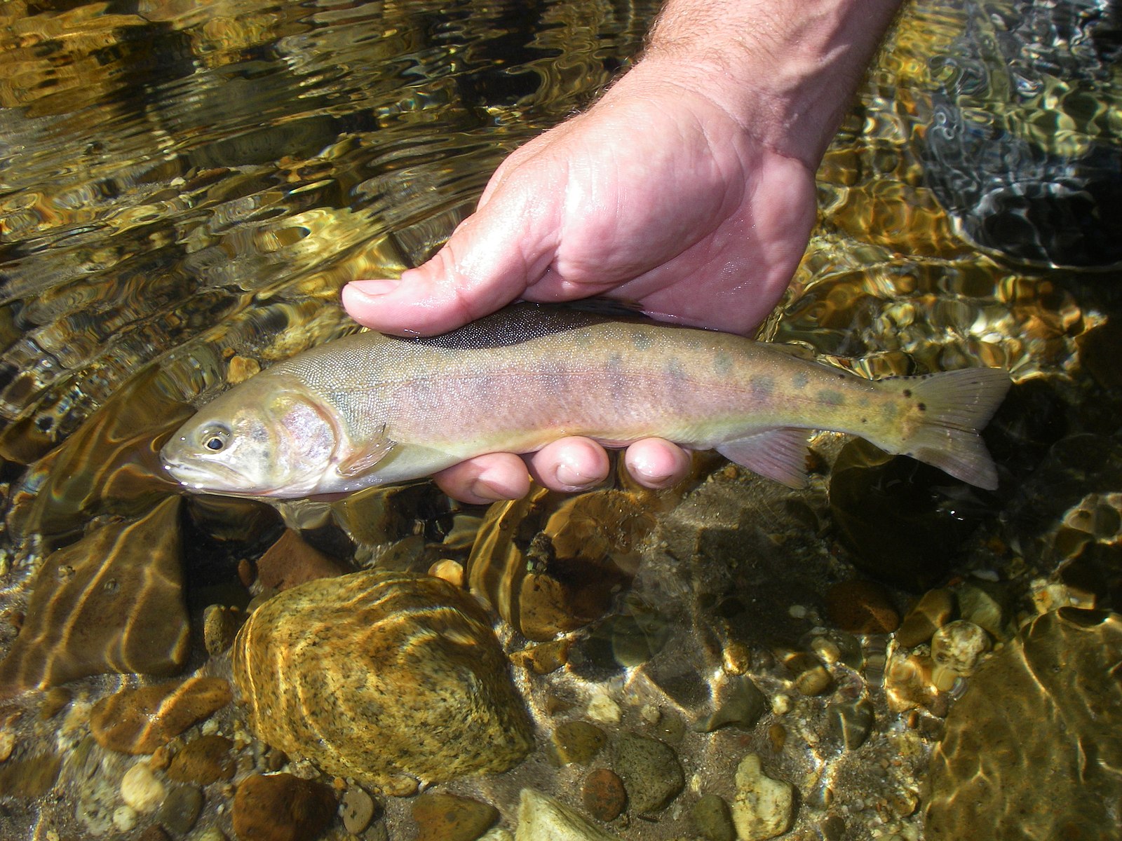 Trout plants california Idea