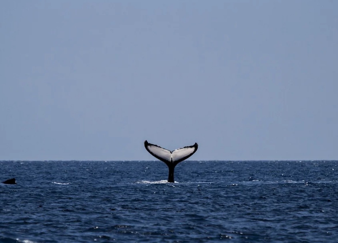 One very wet whale как читается