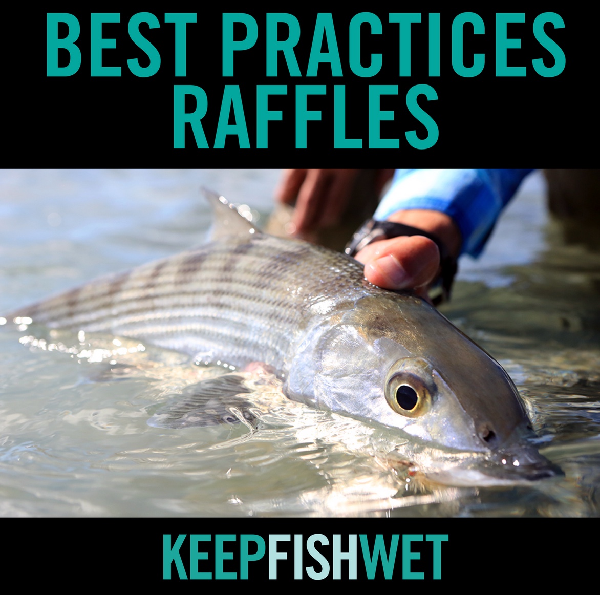 keep-fish-wet-announces-best-practices-raffles-moldy-chum