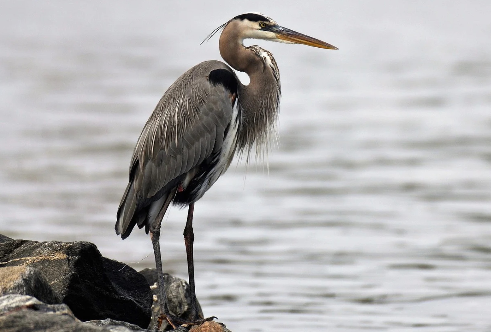 Blue herons identified as a significant predator of B C s juvenile