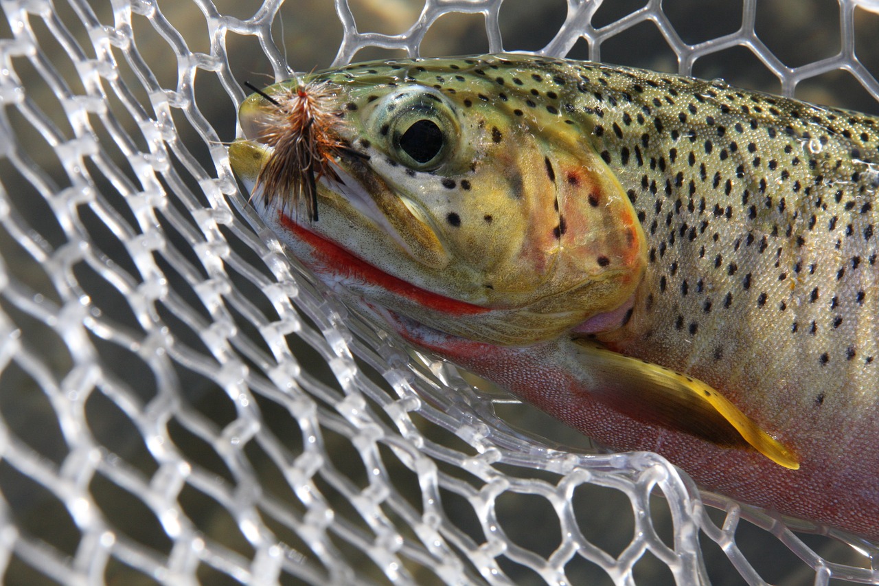 Montana Fish, Wildlife & Parks Angers Anglers By Stopping Trout