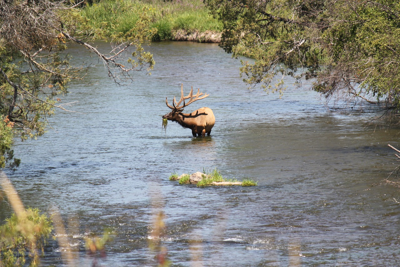 Montana Fish, Wildlife and Parks Proposes to Sell Out Wildlife During