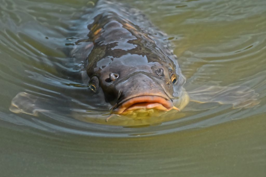 Catching carp in the Arizona canal - Moldy Chum
